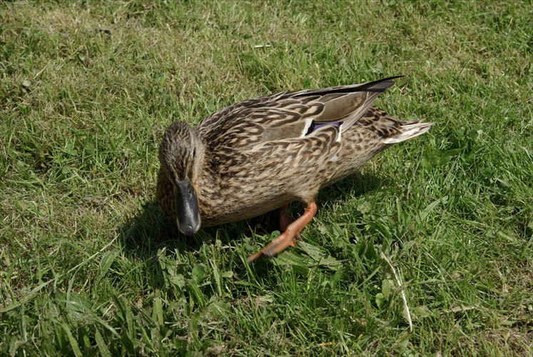 Gartenbesuch